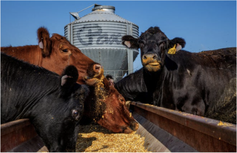 Los agricultores de Iowa dicen que los aranceles de Trump están elevando los costos y afectando las exportaciones